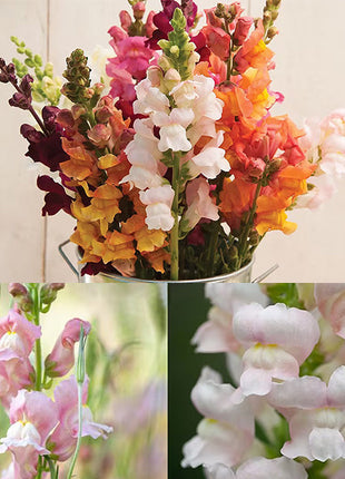 Dwarf Snapdragon  Seed Mixed