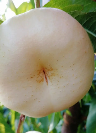 Nectarine Flat Seeds