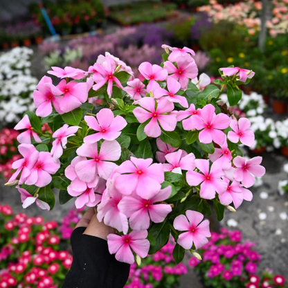 🌸Periwinkle—Blooms All Year Round