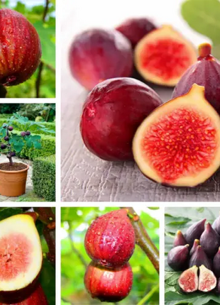 Fig Tree Seeds (Ficus carica), Sweet Fruit Shrub