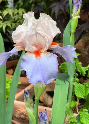 Iris Germanica 'French Cancan'
