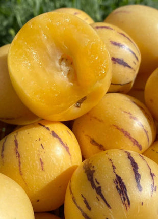 Solanum Muricatum Melon Pear Seeds