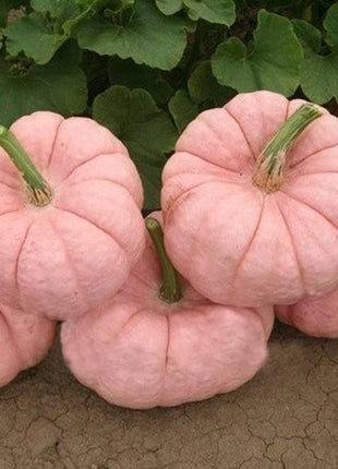 Pink Pumpkin Seeds