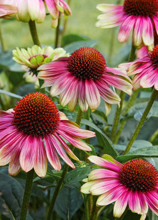 Echinacea, Sweet Sandia