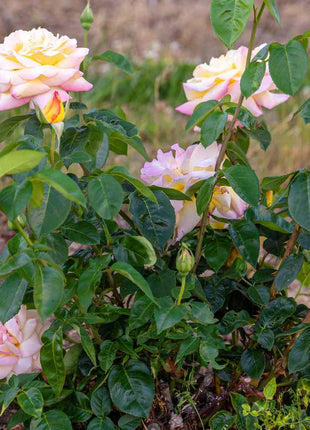 Peaceful Roses - The Messenger of Peace