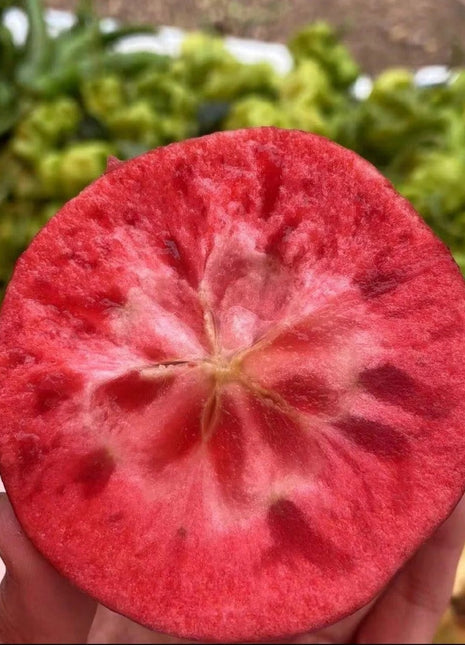 Red Flesh Apple Seeds