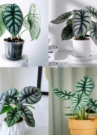 Alocasia baginda 'Silver Dragon' RARE Indoor and Outdoor Live Tropical House Plant
