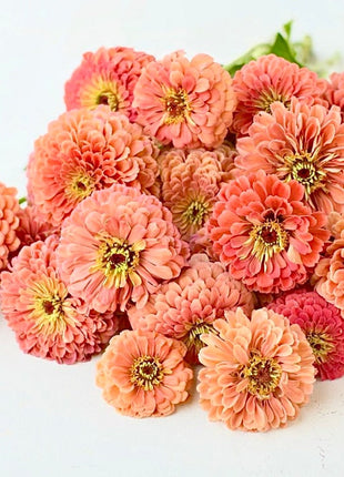 Order 50 seeds lovely Giant Salmon Rose Zinnias Seeds