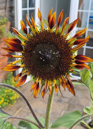 Tiger Sunflower Seeds