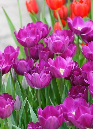 NEW!!!100pcs/ Bag-Tulip Seeds Garden Flower Plant Flowers