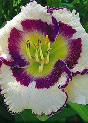 Daylily Hybrid Flowers Seeds, Hemerocallis Hybrid, 20pcs/pack