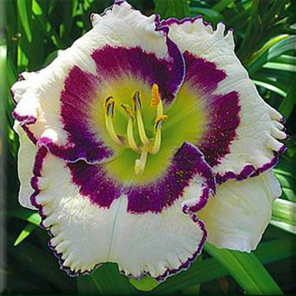 Daylily Hybrid Flowers Seeds, Hemerocallis Hybrid, 20pcs/pack