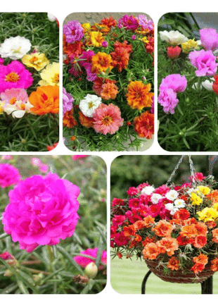 10000 Pcs Muti-color Double Petal Sun Flower Seeds