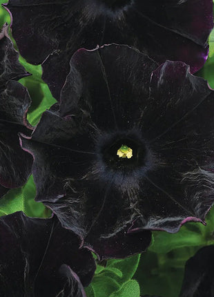 Petunia Black Velvet Seeds