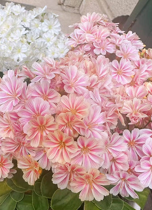 Lewisia Cotyledon Flower Seeds