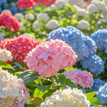 200 PCS Mixed Color Hydrangea Seeds, Easy to Grow, Ideal for Family Gardens, Small Spaces & DIY Floral Arrangements