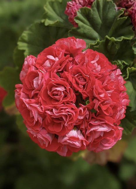 Red Apple Blossom Geranium Seeds