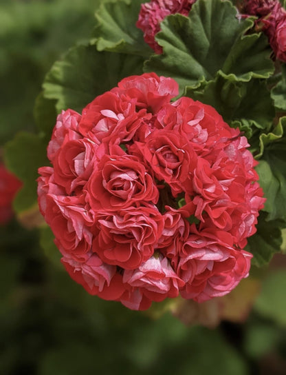 Red Apple Blossom Geranium Seeds