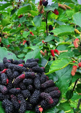 Black Mulberry Seeds