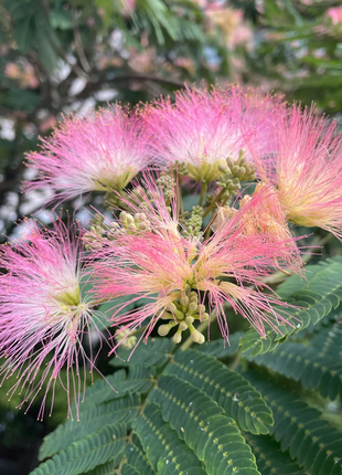 Silktree Albizziae Flower