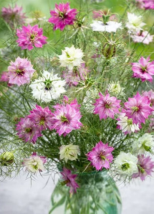 Love-In-A-Mist Seeds