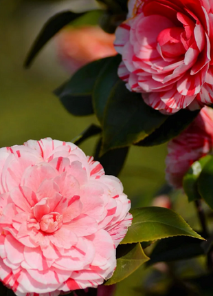 Five-color Red Camellia