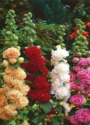 300+ Hollyhock Seeds Carnival Mix Giant Mallow Double Hollyhock Flowers Seed Perennial Outdoor Home Garden Flower
