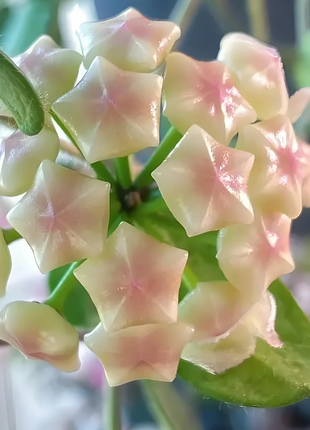 ⭐️Hoya Carnosa Flower Seeds 丨Star-shaped Flower Ball