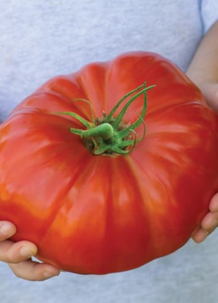 Giant Monster Tomato Seeds