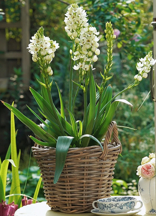 Ornithogalum 'Sonoran White'