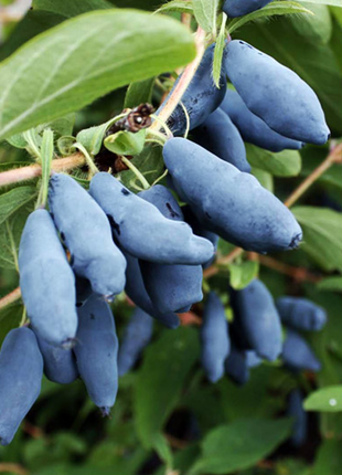 Lonicera Caerulea Fruit Seeds