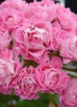 Rose Red Apple Blossom Geranium Seeds