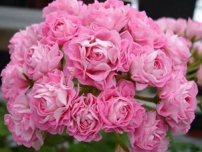 Rose Red Apple Blossom Geranium Seeds