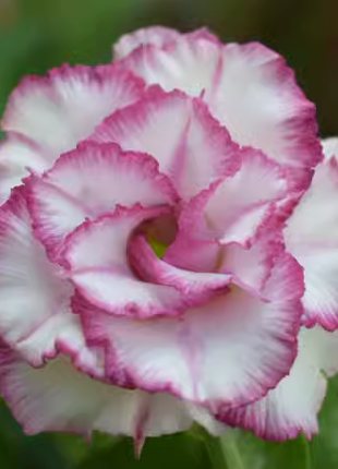Beautiful whirlpool💞Desert Rose Seeds