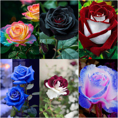 Rare Rose Seeds for Planting