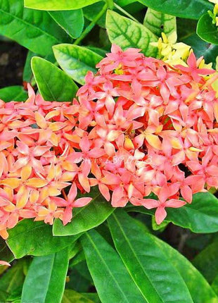 Purple Pentas Bonsai Seeds