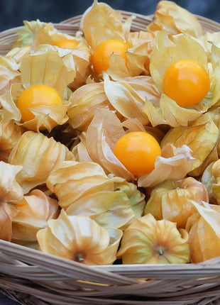 Physalis Peruviana Golden Berry Seeds Lantern Fruit Seeds