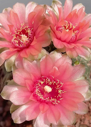 Flowering Echinopsis Cactus Species Mix🌵🌸