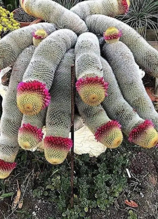 The Mammillaria Matudae Cactus Flower Plant Seeds