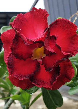Red heart with black border desert Rose Seeds