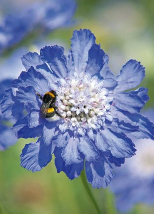 Scabiosa Comosa Seeds