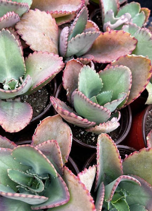500Pcs Mother of Thousands Seeds – Hardy Succulents Ideal for Beginner Gardeners & Low-Maintenance Decor