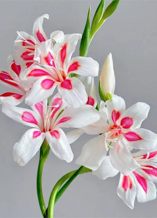 Cat's Claw Gladiolus 🩷 pink and cute