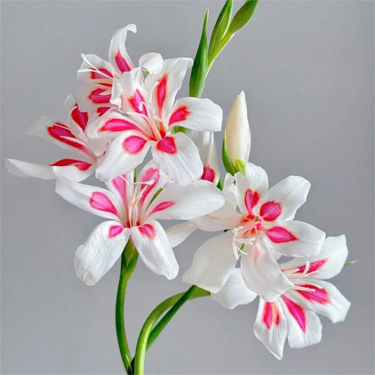 Cat's Claw Gladiolus 🩷 pink and cute