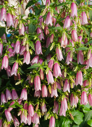 Spotted Bellflower Seeds