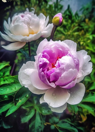 Black Beauty Peony Flower Seeds