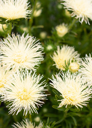 China Aster Valkyrie Yellow