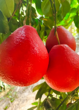 Perfume Red Pomelos Seeds