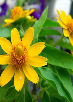 Melampodium paludosum Seeds, Original Package 20pcs Garden bonsai Flower seeds, high temperature resistance