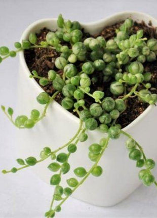 Pearl Chlorophytum Seeds